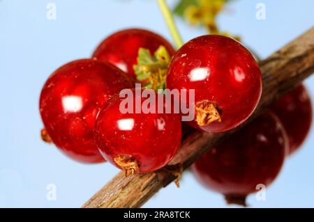 Rote Johannisbeeren (Ribes rubrum) „Rovada Stockfoto