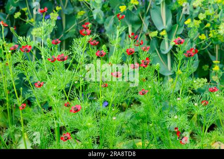 Adonis annua (Adonis annua), Herbstfeuer-Rose, Herbstfeuer-Kraut Stockfoto