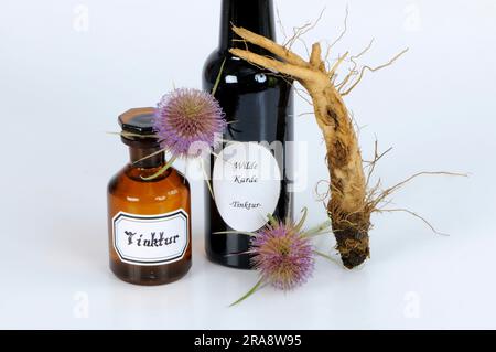 Blüte und Wurzel des wilden Kardons (Dipsacus fullonum), Tinktur des Kardons (Dipsacus silvester), Tinktur des wilden Teeloons Stockfoto