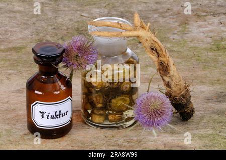 Blüte und Wurzel des wilden Kardons (Dipsacus fullonum), Tinktur des Kardons (Dipsacus silvester), Tinktur des wilden Teeloons Stockfoto