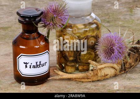 Blüte und Wurzel des wilden Kardons (Dipsacus fullonum), Tinktur des Kardons (Dipsacus silvester), Tinktur des wilden Teeloons Stockfoto