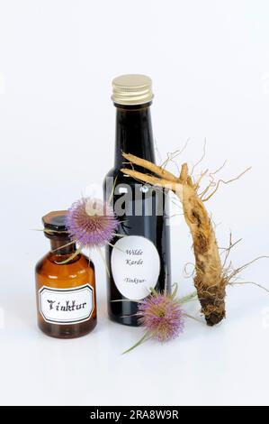 Blüte und Wurzel des wilden Kardons (Dipsacus fullonum), Tinktur des Kardons (Dipsacus silvester), Tinktur des wilden Teeloons Stockfoto