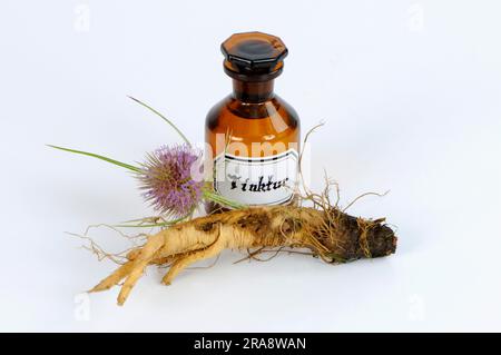 Blüte und Wurzel des wilden Kardons (Dipsacus fullonum), Tinktur des Kardons (Dipsacus silvester), Tinktur des wilden Teeloons Stockfoto