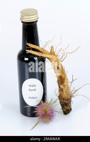 Blüte und Wurzel des wilden Kardons (Dipsacus fullonum), Tinktur des Kardons (Dipsacus silvester), Tinktur des wilden Teeloons Stockfoto