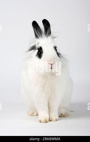 Löwenmähne, Zwergkaninchen, hotot, Löwenkopfkaninchen, Hauskaninchen, Zwergkaninchen Stockfoto