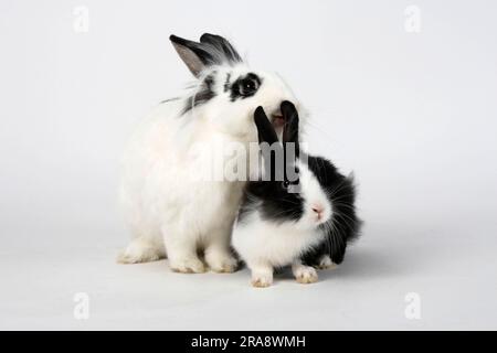 Lion's Mähne Zwergkaninchen, hotot, mit Kätzchen, schwarz-weiß, Löwenkopf-Kaninchen, Hauskaninchen, Zwergkaninchen Stockfoto