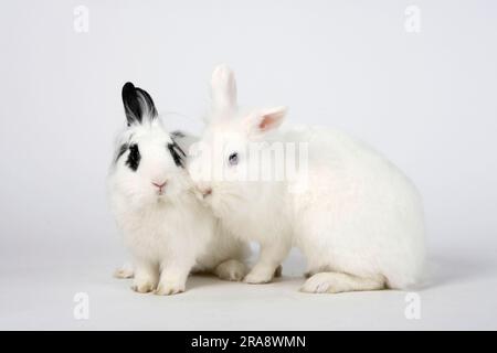 Zwergkaninchen mit Löwenmane, Weiße und hotot, Löwenkopf-Kaninchen, Hauskaninchen, Zwergkaninchen Stockfoto