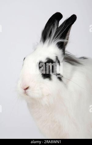 Löwenmähne, Zwergkaninchen, hotot, Löwenkopfkaninchen, Hauskaninchen, Zwergkaninchen Stockfoto