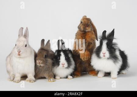 Lion's Mähne Zwergkaninchen, schwarz-weiß und Perlfee, 13 Wochen, Zwergkaninchen, Farbzwerg, Satin und Satin Zwergrammel, 8 Wochen, Löwenkopf-Kaninchen Stockfoto