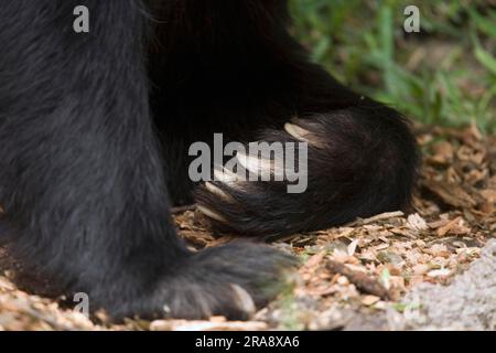 Brillenbär (Tremarctos ornatus), Pfote und Krallen, Ecuador Stockfoto