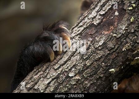 Brillenbär (Tremarctos ornatus), Pfote und Krallen, Ecuador Stockfoto