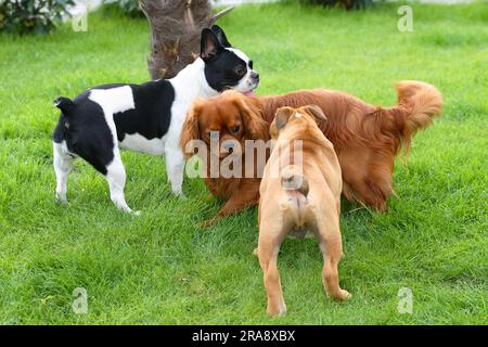 Französischer Bulldog, Kavalier König Charles Spaniel und englischer Bulldog, Hündchen, 3 Monate Stockfoto