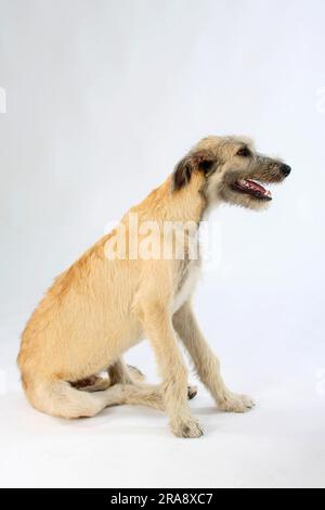 Irischer Wolfshund, 6 Monate Stockfoto