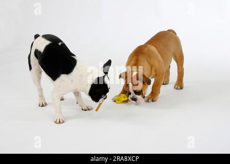 Französischer Bulldog und englischer Bulldog Hündchen, 3 Monate, mit Spielzeug, französischer Bulldog Stockfoto