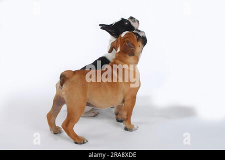 Französischer Bulldog und englischer Bulldog, Hündchen, 3 Monate, französischer Bulldog Stockfoto