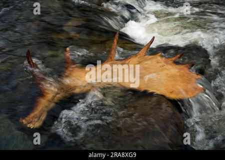 Elchgeweihe im Fluss, Gaspesie Park, Quebec, Antlers, Kanada Stockfoto