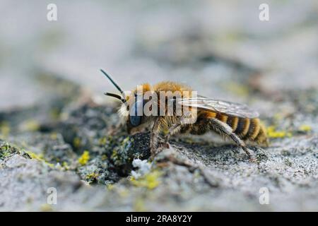 Detaillierte Nahaufnahme einer mediterranen blauäugigen, männlichen Hoplitis perzi-Einzelbiene mit braunen bis orangefarbenen Haaren Stockfoto