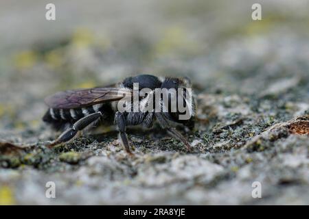 Detaillierte Nahaufnahme einer kleinen mediterranen Blattschneiderbiene aus Centaurea, Megachila apicalis Stockfoto