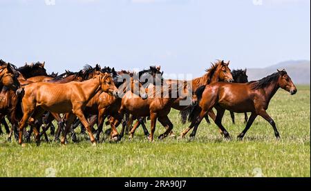 Hulun Buir, Chinas autonome Region der inneren Mongolei. 1. Juli 2023. Pferde galoppieren auf dem Grasland in Hulun Buir, Nordchina Autonome Region der inneren Mongolei, 1. Juli 2023. Kredit: Lian Zhen/Xinhua/Alamy Live News Stockfoto