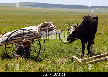 Hulun Buir, Chinas autonome Region der inneren Mongolei. 1. Juli 2023. Ein Schäfer schaut sich seine Rinder in Hulun Buir an, Nordchina Autonome Region der inneren Mongolei, 1. Juli 2023. Kredit: Lan Hongguang/Xinhua/Alamy Live News Stockfoto