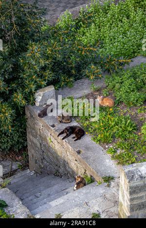 Eine Gruppe von fünf verschiedenen Katzen auf einer Steinmauer, die einen sonnigen Tag in den Straßen von Angouleme, Frankreich, genießen Stockfoto