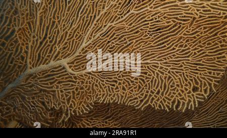 Nahaufnahme der weichen Korallen Riesen Gorgonian oder Seefächer (Subergorgia mollis) im Korallengarten in Meerestiefe, Rotes Meer, Safaga, Ägypten Stockfoto