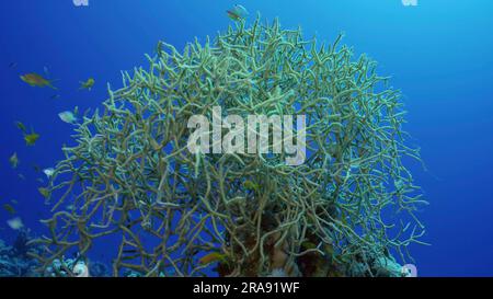 Weiche Korallenkolonie (Rumphella Torta) farbenfrohe tropische Fische schwimmen im blauen Wasser an sonnigen Tagen, rotes Meer, Safaga, Ägypten Stockfoto