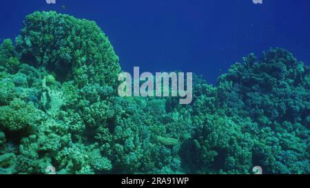 Hartkorallen Kolonie Poriten, tropische Fische schwimmen über dem Korallenriff in Sonnenstrahlen, Rotes Meer, Safaga, Ägypten Stockfoto