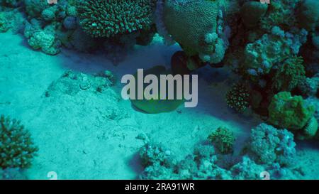 Blauer Stachelrochen oder Blauer Bändchen (Taeniura Lymma) liegt auf sandigem Grund im Schatten des Korallenriffs, des Roten Meeres, Ägypten Stockfoto