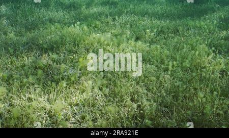 Meeresboden mit grünem Seegras bedeckt. Seegraswiesen mit blühendem Grün, Rundblättrigem Seegras oder Nudel-Seegras (Syringodium isoetifolium) am Abend, Stockfoto