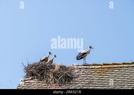 Weißer Storch im Nest aus Zweigen auf dem Dach des traditionellen Holzhauses des Dorfes Cigoc, Kroatien mit seinen Nachkommen Stockfoto