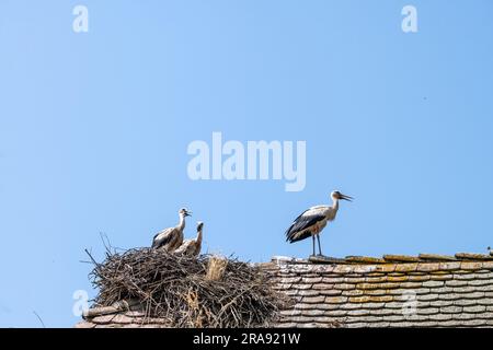 Weißer Storch im Nest aus Zweigen auf dem Dach des traditionellen Holzhauses des Dorfes Cigoc, Kroatien mit seinen Nachkommen Stockfoto