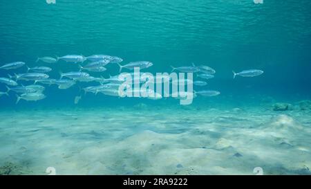 Makrelenfisch schwimmt auf sandigem Meeresboden im flachen Wasser an einem hellen sonnigen Tag in den Sonnenstrahlen, Rotes Meer, Safaga, Ägypten Stockfoto