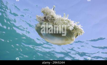 Nahaufnahme von umgedrehten Quallen (Cassiopea andromeda), die unter der Wasseroberfläche schwimmen, die sich an einem hellen sonnigen Tag auf blauem Himmel im Hintergrund spiegeln Stockfoto