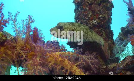 Nahaufnahme von Broadbarred Deadfish oder White-Fleck Puffer (Arothron hispidus) schwimmt im nächsten Halbjahr mit Soft Coral Dendronephthya, Red se Stockfoto