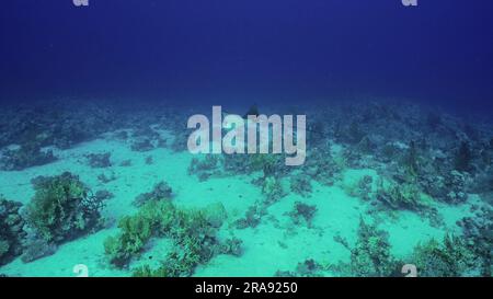 Adlerrochen schwimmt langsam tief über Sand- und Korallenboden, Rotes Meer, Safaga, Ägypten Stockfoto