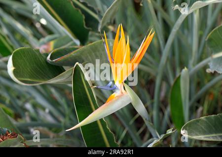 Strelitzia reginae, bekannt als Paradiesvogel, Blume in Las Palmas, Spanien. Stockfoto