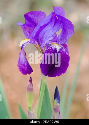 Offene blaue Irisblume isoliert im Feld Stockfoto