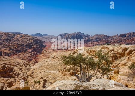 Malerische Landschaft mit trockenen Bergen und nur einem Baum unter der heißen Sonne im Nahen Osten Stockfoto