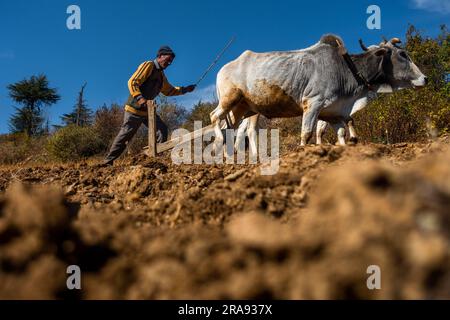 Juni 28. 2023 Uttarakhand, Indien. Ein einheimischer alter Mann in den Bergen, der sein Feld mit einem Paar Ochsen pflügt. Region Garhwal in Uttarakhand. Stockfoto