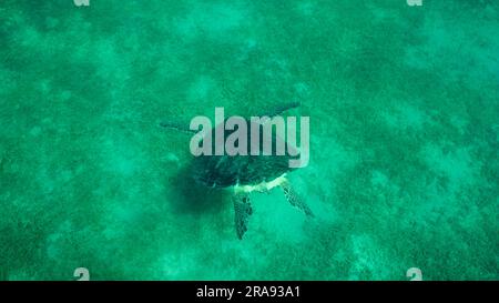 Rotes Meer, Ägypten. 24. Juni 2023. Große grüne Meeresschildkröte (Chelonia mydas) taucht auf dem Meeresboden, dem Roten Meer, Safags, Ägypten (Kreditbild: © Andrey Nekrasov/ZUMA Press Wire) NUR REDAKTIONELLE VERWENDUNG! Nicht für den kommerziellen GEBRAUCH! Stockfoto