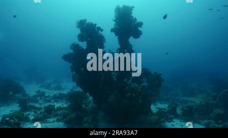 Rotes Meer, Ägypten. 24. Juni 2023. Silhouette einer Korallenformation ungewöhnlicher bizarrer Form auf dem Meeresboden, Hintergrundbeleuchtung (Contre-jour) Rotes Meer, Safaga, Ägypten (Kreditbild: © Andrey Nekrasov/ZUMA Press Wire) NUR REDAKTIONELLE VERWENDUNG! Nicht für den kommerziellen GEBRAUCH! Stockfoto