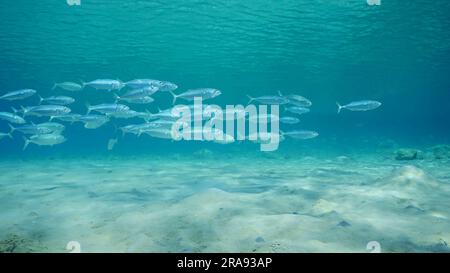 Rotes Meer, Ägypten. 24. Juni 2023. Makrelenfisch schwimmt über Sandboden im flachen Wasser an hellen Sonnentagen, Rotes Meer, Safaga, Ägypten (Kreditbild: © Andrey Nekrasov/ZUMA Press Wire) NUR REDAKTIONELLE VERWENDUNG! Nicht für den kommerziellen GEBRAUCH! Stockfoto