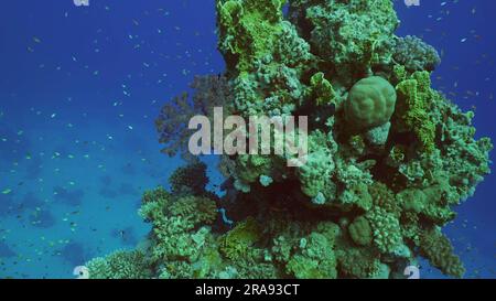 Rotes Meer, Ägypten. 24. Juni 2023. Nahaufnahme des wunderschönen tropischen Korallenriffs im Korallengarten in der Tiefe des Meeres bunte Fische schwimmen um Riffe, das Rote Meer, Safaga, Ägypten (Bild: © Andrey Nekrasov/ZUMA Press Wire) NUR REDAKTIONELLE VERWENDUNG! Nicht für den kommerziellen GEBRAUCH! Stockfoto