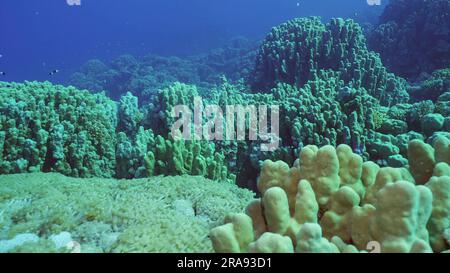 Rotes Meer, Ägypten. 24. Juni 2023. Hartkorallen Kolonie Poriten, tropische Fische schwimmen über dem Korallenriff in Sonnenstrahlen, Rotes Meer, Safaga, Ägypten (Kreditbild: © Andrey Nekrasov/ZUMA Press Wire) NUR REDAKTIONELLE VERWENDUNG! Nicht für den kommerziellen GEBRAUCH! Stockfoto