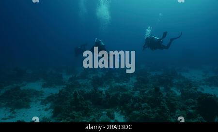 Rotes Meer, Ägypten. 24. Juni 2023. Gruppe von Tauchern schwimmt in Tiefen des Meeres, Rückblick, Rotes Meer, Ägypten (Kreditbild: © Andrey Nekrasov/ZUMA Press Wire) NUR REDAKTIONELLE VERWENDUNG! Nicht für den kommerziellen GEBRAUCH! Stockfoto