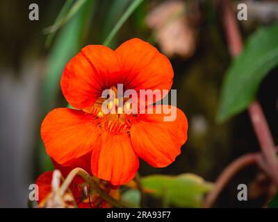 Leuchtend orangefarbenes Blütenblatt neben einer Spinne am Stiel Stockfoto