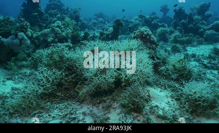 Rotes Meer, Ägypten. 24. Juni 2023. Thin Birdsnest Coral (Seriatopora hystrix) auf Korallengarten der Tiefsee, des Roten Meeres, Safaga, Ägypten (Kreditbild: © Andrey Nekrasov/ZUMA Press Wire) NUR REDAKTIONELLE VERWENDUNG! Nicht für den kommerziellen GEBRAUCH! Stockfoto