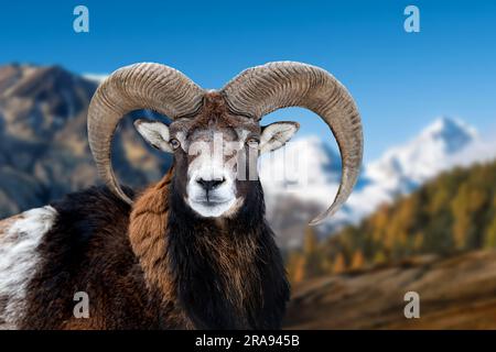 Portrait european Moufflon im Naturlebensraum auf See und Berghintergrund Stockfoto