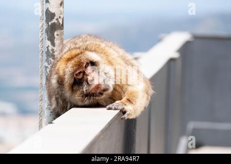 Ein Affe, der auf einem Felsvorsprung auf dem Felsen von Gibraltar ruht. Die Affen sind Berberaffen und haben das Felsengebiet besiedelt Stockfoto